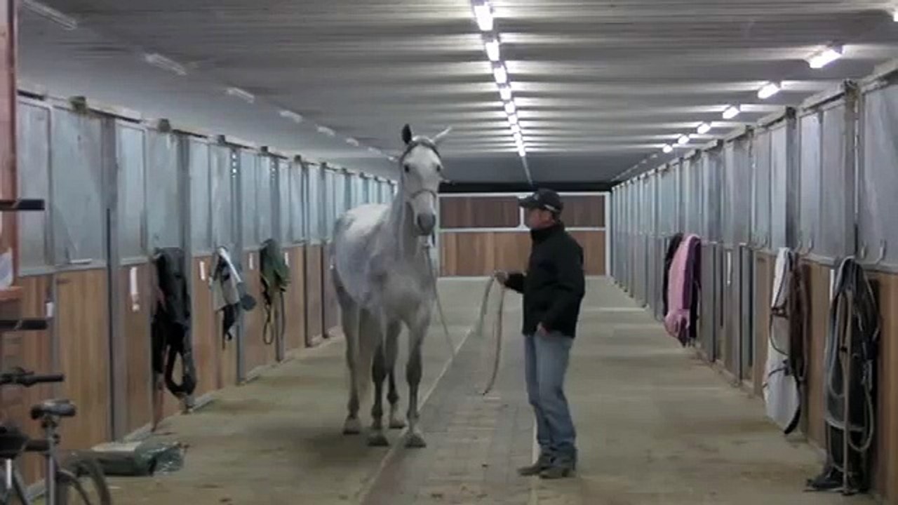 Day 3 with the 17.1 hand Andalusian that had a lot of issues.