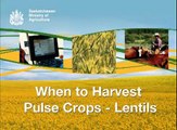 When to Harvest Pulse Crops - Lentils