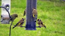 Goldfinches feeding on nyjer seed feeder