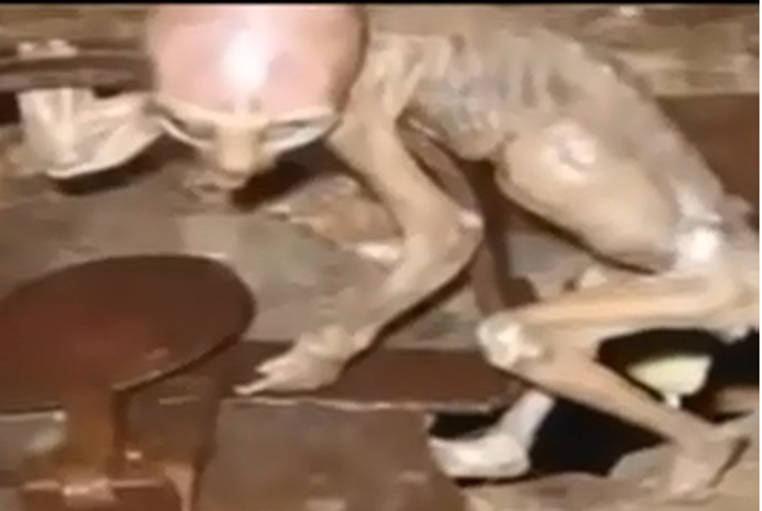 Creepy jinn is founded some says it s a allien and some says it s a jinn ghost,infoprovider