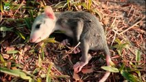 Tehlike Anında Ölü Taklidi Yapan Opossumlar