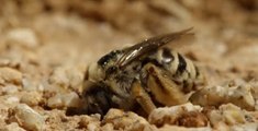Dev Kaktüs Arıları ve Parazit Sinekler