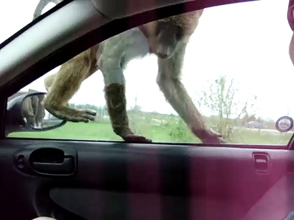 African Lion Safari Monkey