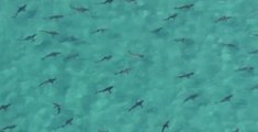 Miami Sahillerini İstila Eden Köpekbalıkları
