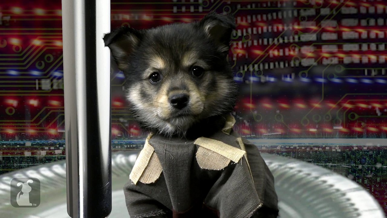 Star Wars joué par des bébé chiens - Trilogie star wars en mode cute!