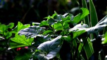 Les plantes de la Réunion - Le géranium.