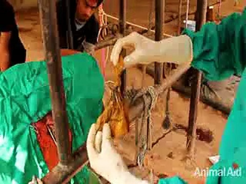 20 KG Of Plastic Removed From Bulls Stomach