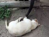 Baby Elephant Trying To Wake Up A Dog