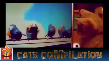 Cats Video Compilation - Funny Moments with Cats - Best Of Compilation