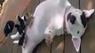 Bull Terrier The Dog Loves Baby Chicks