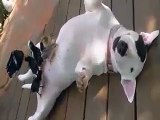 Bull Terrier The Dog Loves Baby Chicks