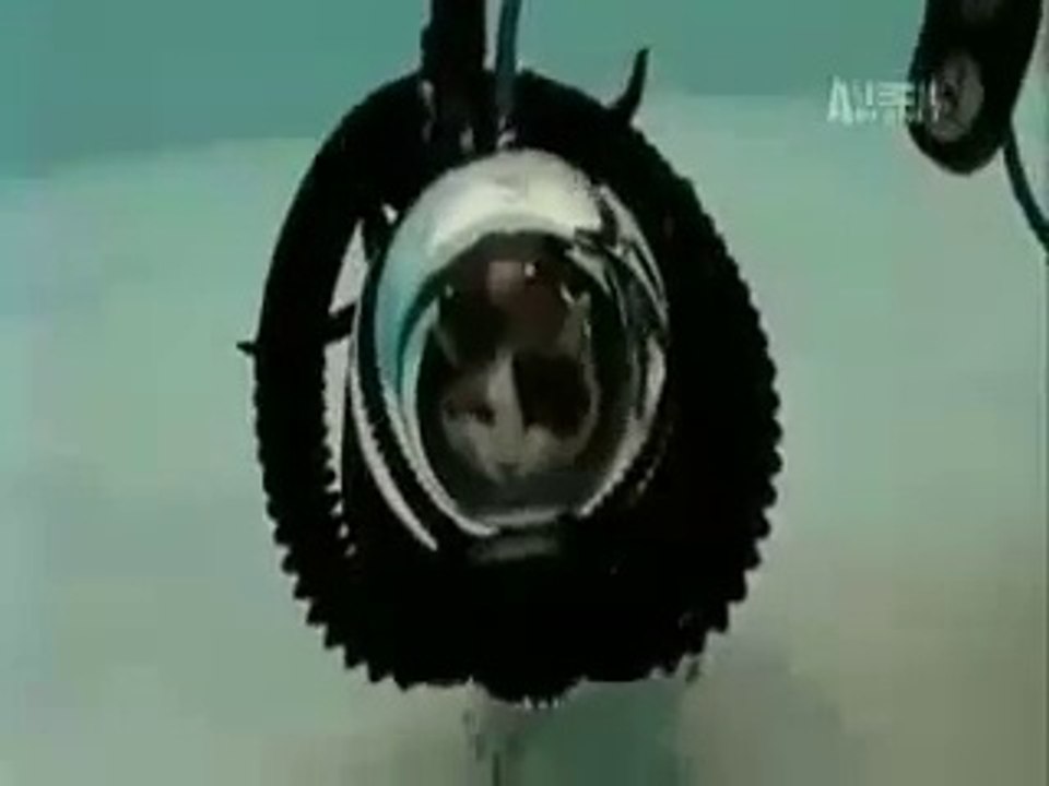 Man Spends  Dollar On A Custom Scuba Suit For His Cat