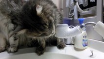 Maine Coon cat drinking water　メインクーン　猫の水飲み　双子が仲良く