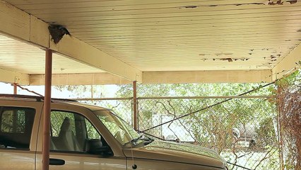 A Day (a week) in the Life of Barn Swallow Fledglings