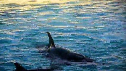 Un orque attrape un oiseau en vol et le noie !