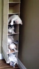 Une tour de bébés chats, vraiment trop mignon!