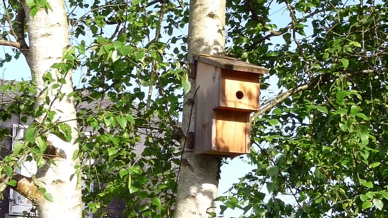 Les bébés mésange quittent le nid