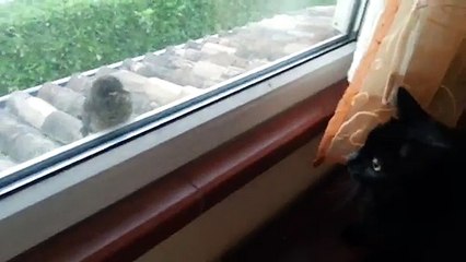 Un chat essaie d'effrayer un oiseau
