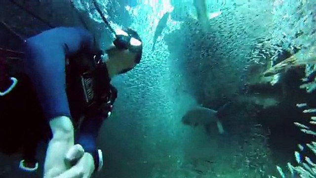 Nager entouré de millions de poissons