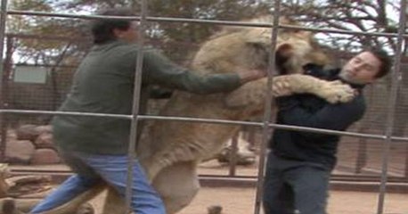 OMG!!! Lion Eating A Man