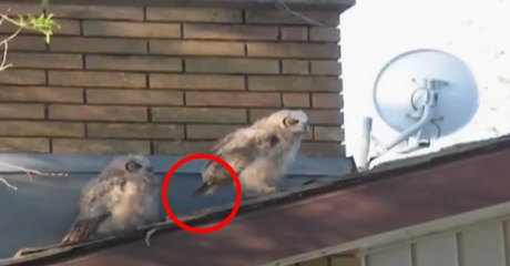 Funny Videos: Shameless Owl Leaves Disgusting Surprise Before Flying Away