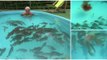 TV Host Goes Swimming With 100s Of Hungry Red Belly Piranhas