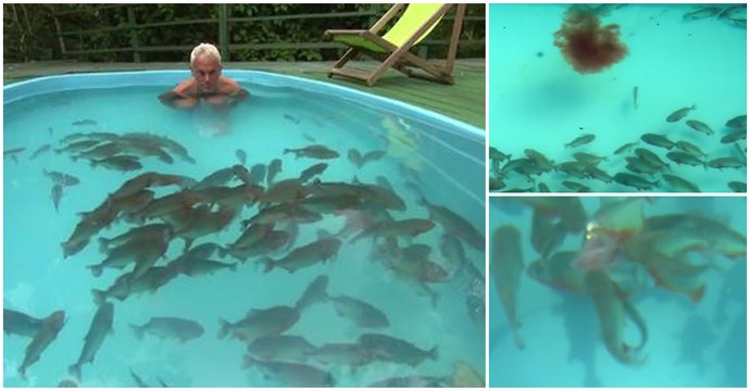 TV Host Goes Swimming With 100s Of Hungry Red Belly Piranhas