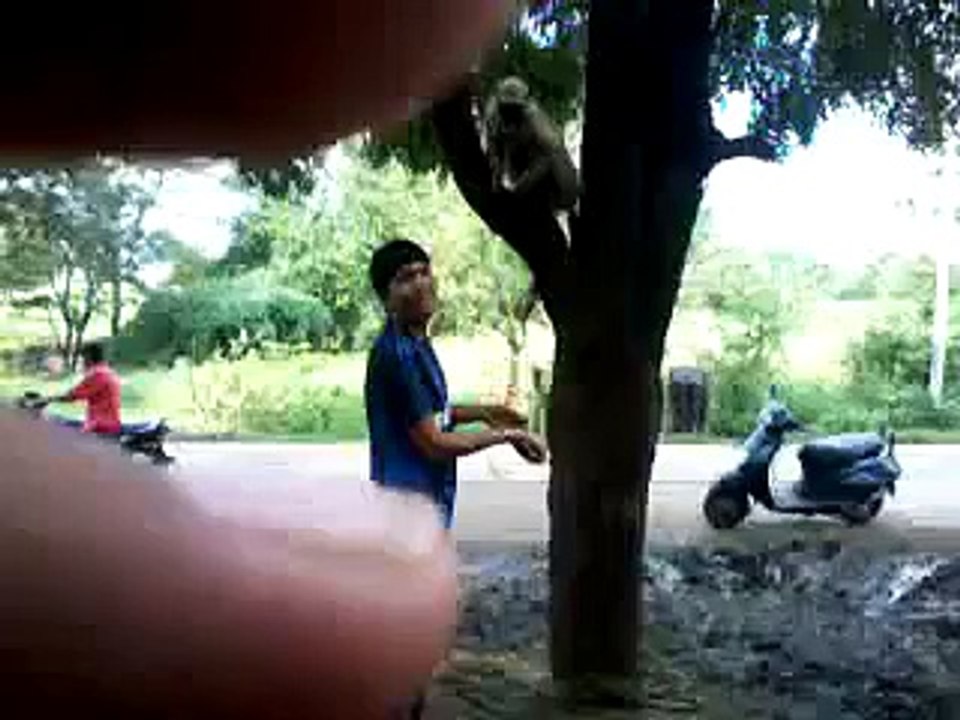 funny clip indian monkey haha