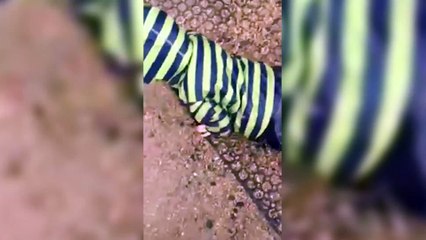 Kid Wipes Out On Slippery Slide _ What's Trending Now