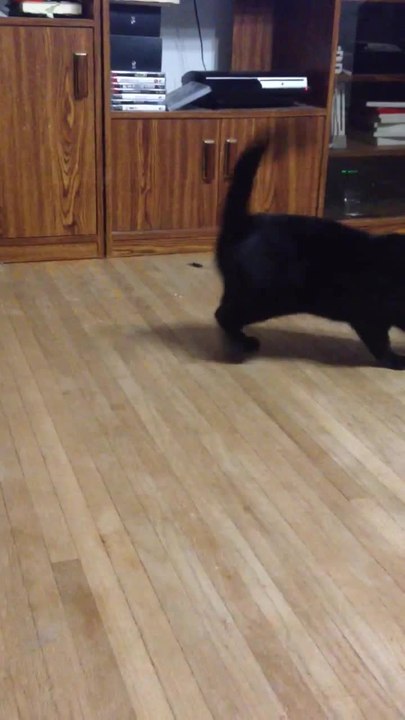 Hilarious cat gets dizzy from spinning in circles