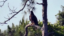 SWFL Eagles_E6 Shows Us A New Pond~Harriet Watches At A Distance 04-19-15