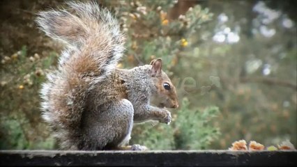 After Effects Project Files - HD Television Set - VideoHive 2585134