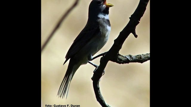 Coleiro Tui Tui PURO - O MELHOR CANTO TUI TUI SUPER CLÁSSICO DA AMÉRICA DO SUL - CORBATITA