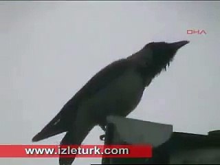 Crow saying ALLAH cc'' amazing subhanALLAH