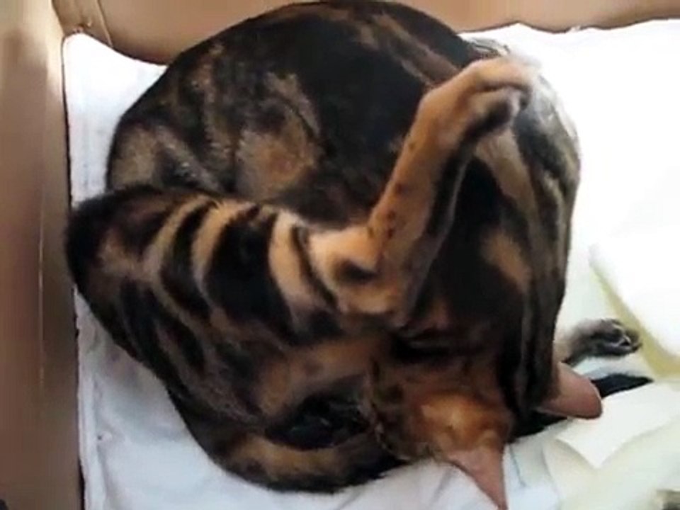 Marble bengal female giving birth. Laskalinas Cattery. www.banzaicat.no