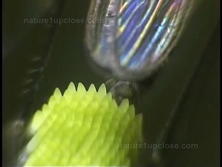 Mosquito laying eggs, eggs hatching (#311)