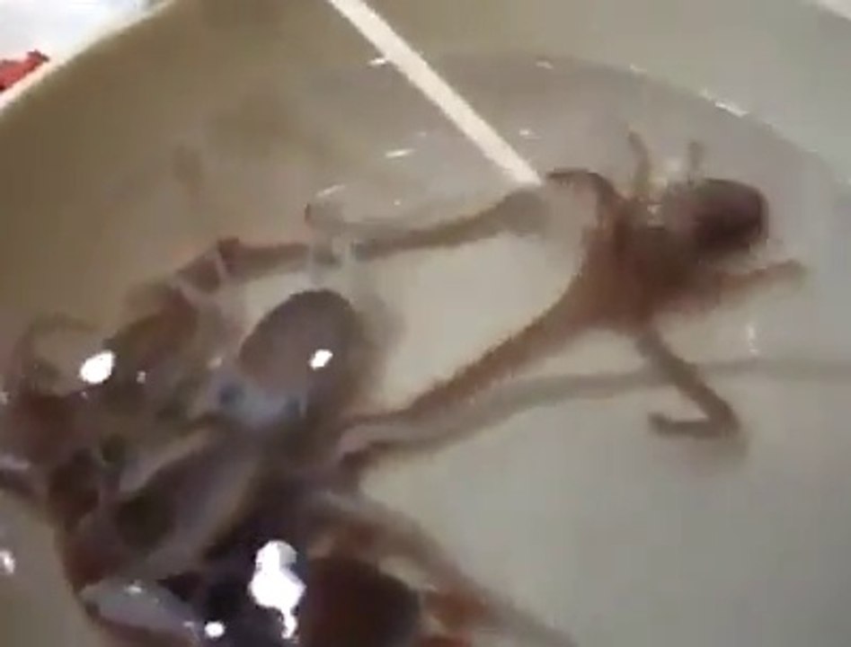 Is this call Fresh!! This guy eats living calmars...