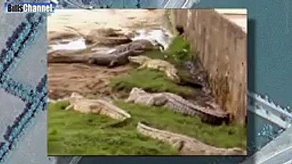 CROCODILE FEEDER EATEN BY CROCODILES
