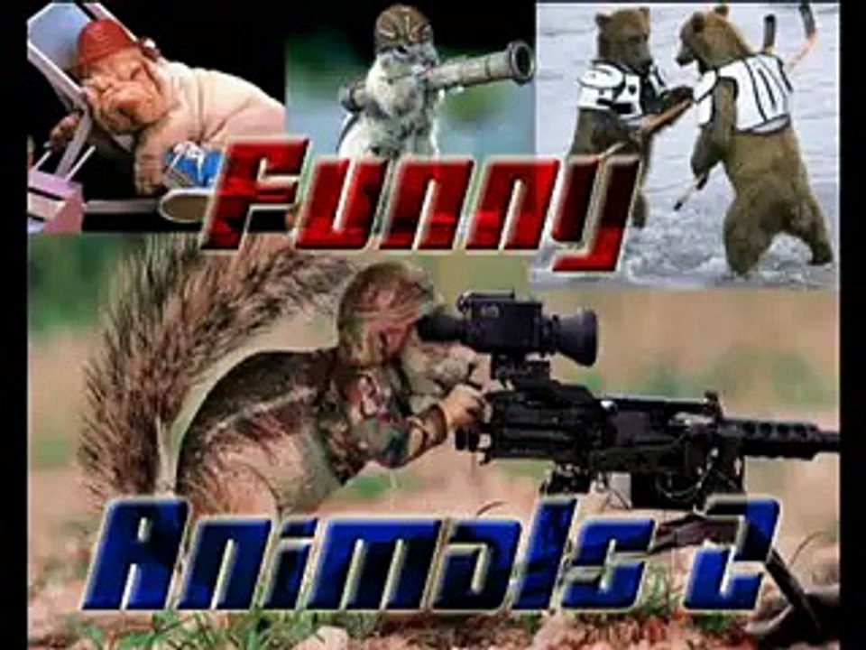 Funny Animals