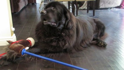 Dog furious after owner brings up sore subject