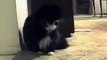 Funniest Talking Cat Says 'Oh Long Johnson'