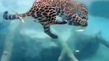¿Has visto bucear a un jaguar alguna vez?