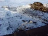 Ocean Beach Pier - High Surf & Monster Wave