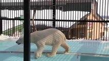 冬のステージ〜ウィンターアイラ〜Polar Bear,Aira