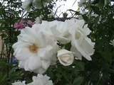 White Roses Rose Tree with Birds Chirping Natural Sounds