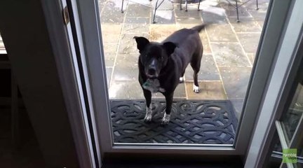 Dog Confused By Screenless Door
