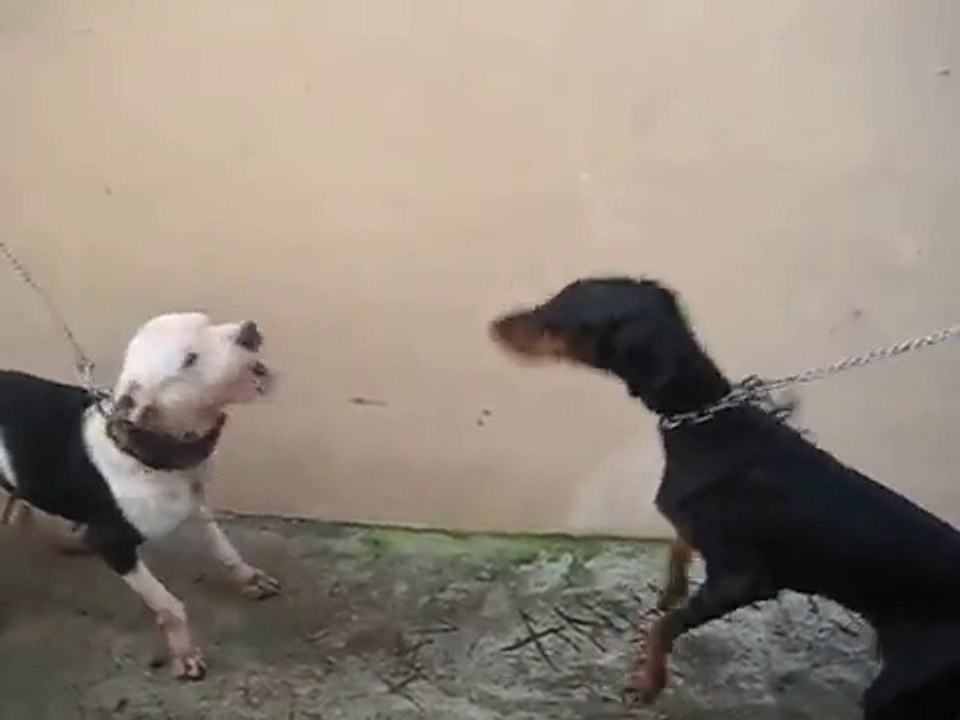 Pitbull vs Doberman