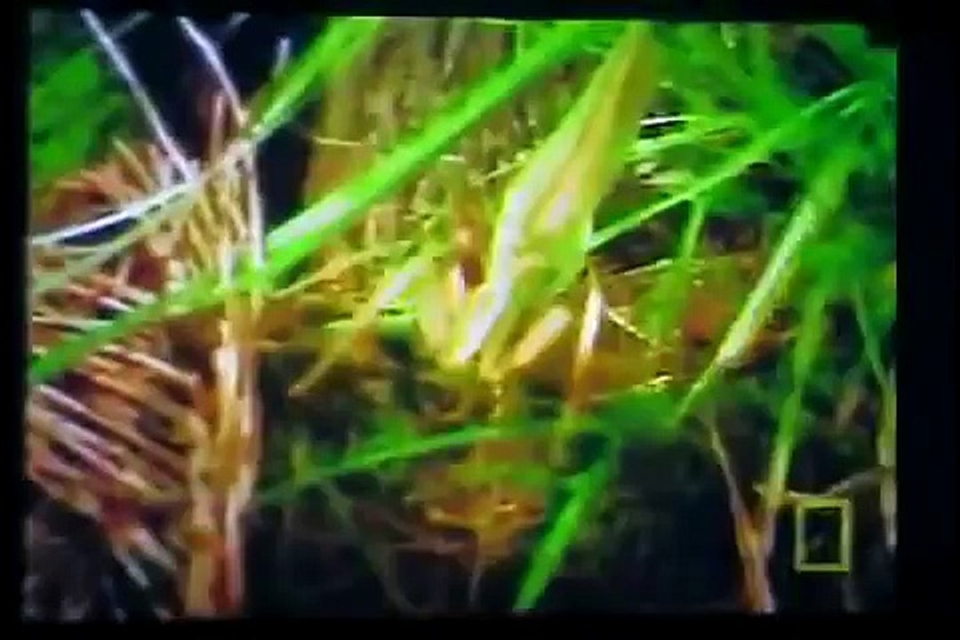 GIANT HORNET vs. PRAYING MANTIS