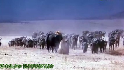 Birlikten Kuvvet Doğar..Aslanlar Avını Nasıl Bıraktı????