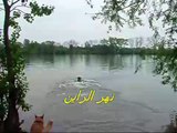 كلب ينقذ عصى من الغرق